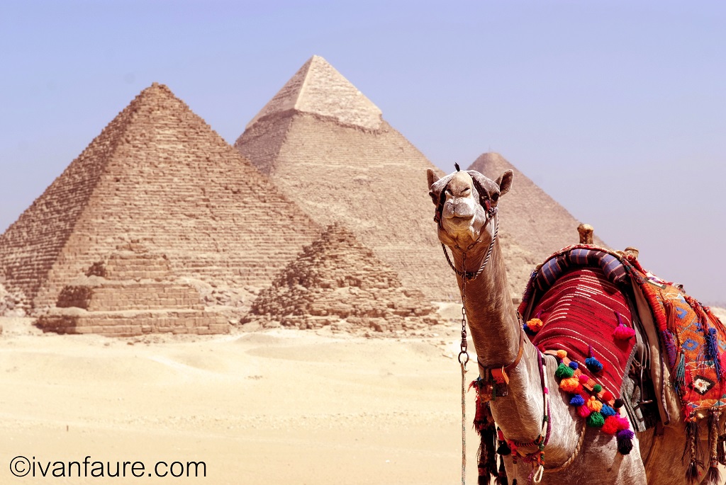 camello pirámide egipto