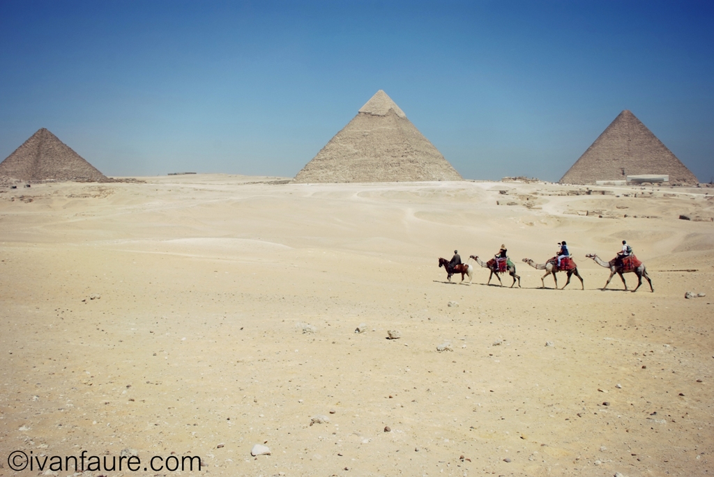 camellos en pirámides