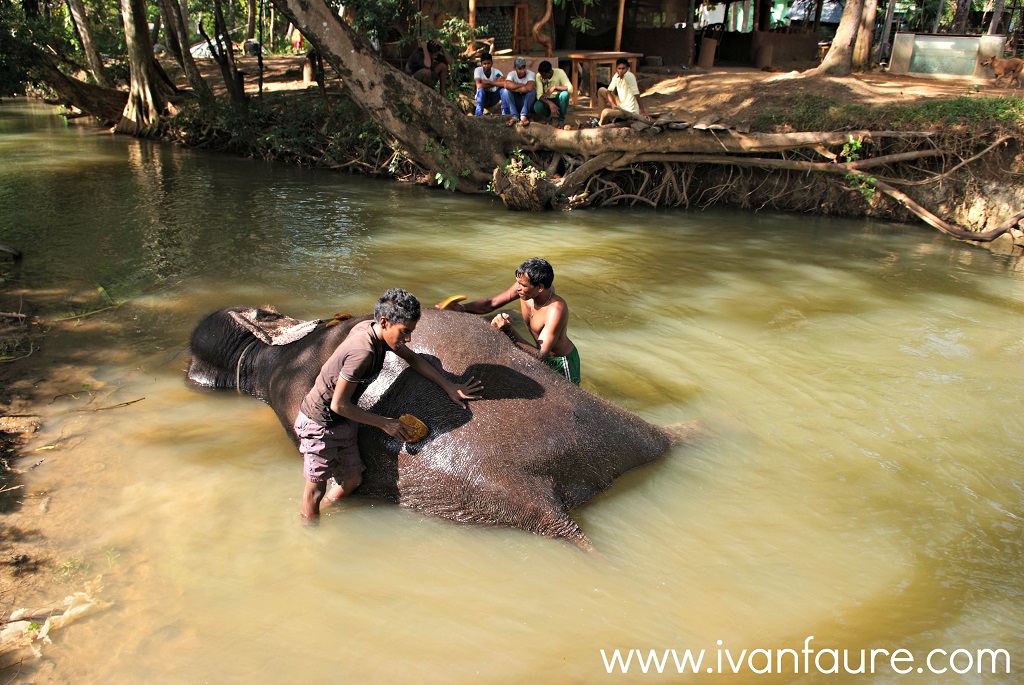 baño elefante en sri lanka